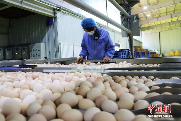 六盘山下的可生食鸡蛋：一枚“金蛋”孵化乡村共富路